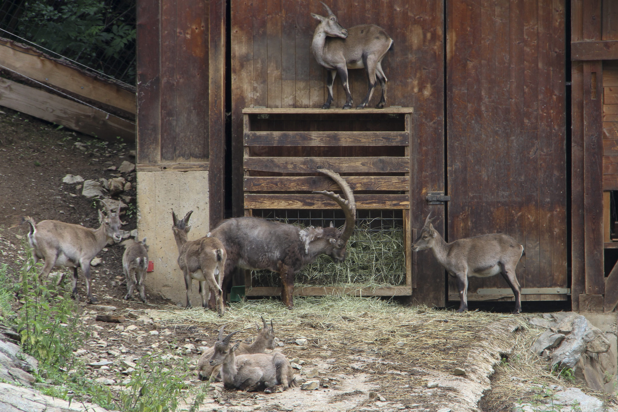 Wildpark Assling